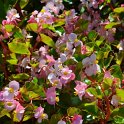 Begonia semperflorens 'Stara rose clair'